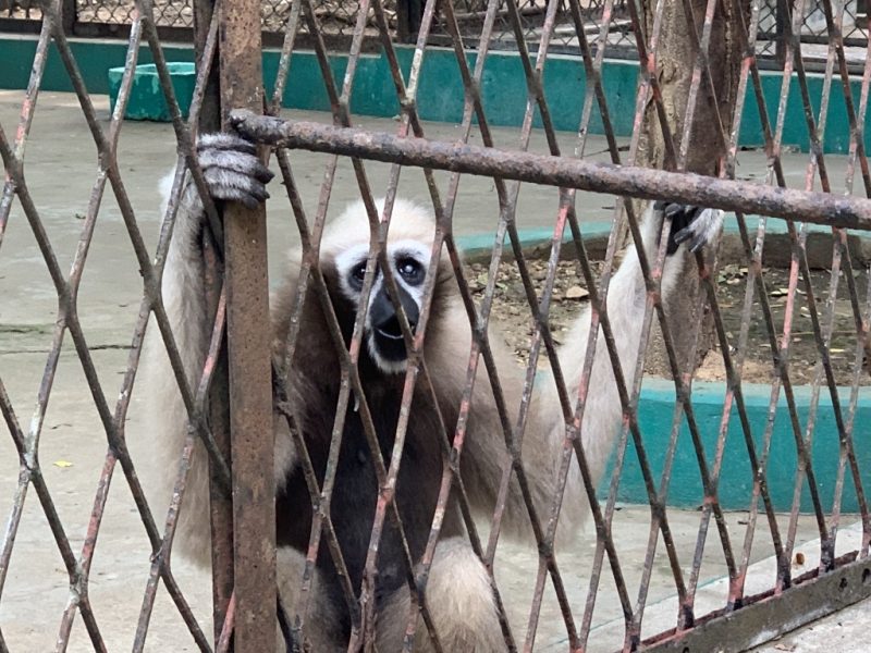 ヤンゴン動物園 猿