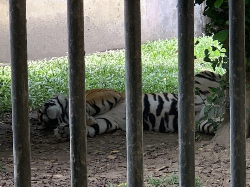 ヤンゴン動物園 虎